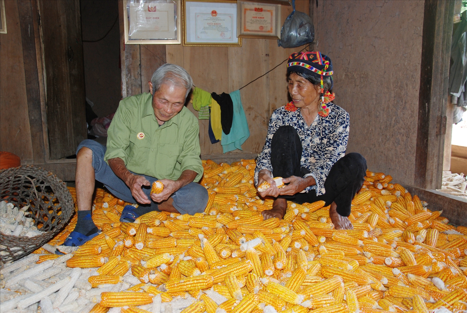 Người dân xã Sín Thầu thu hoạch ngô.