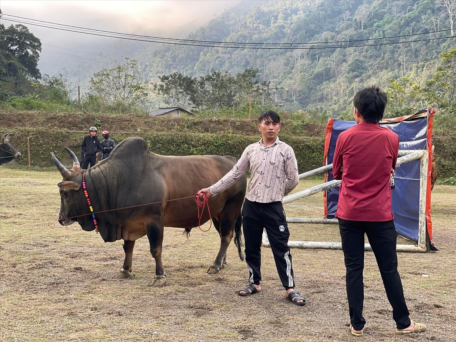 Giống bò của đồng bào Mông ở Cao Bằng cần được phát triển.