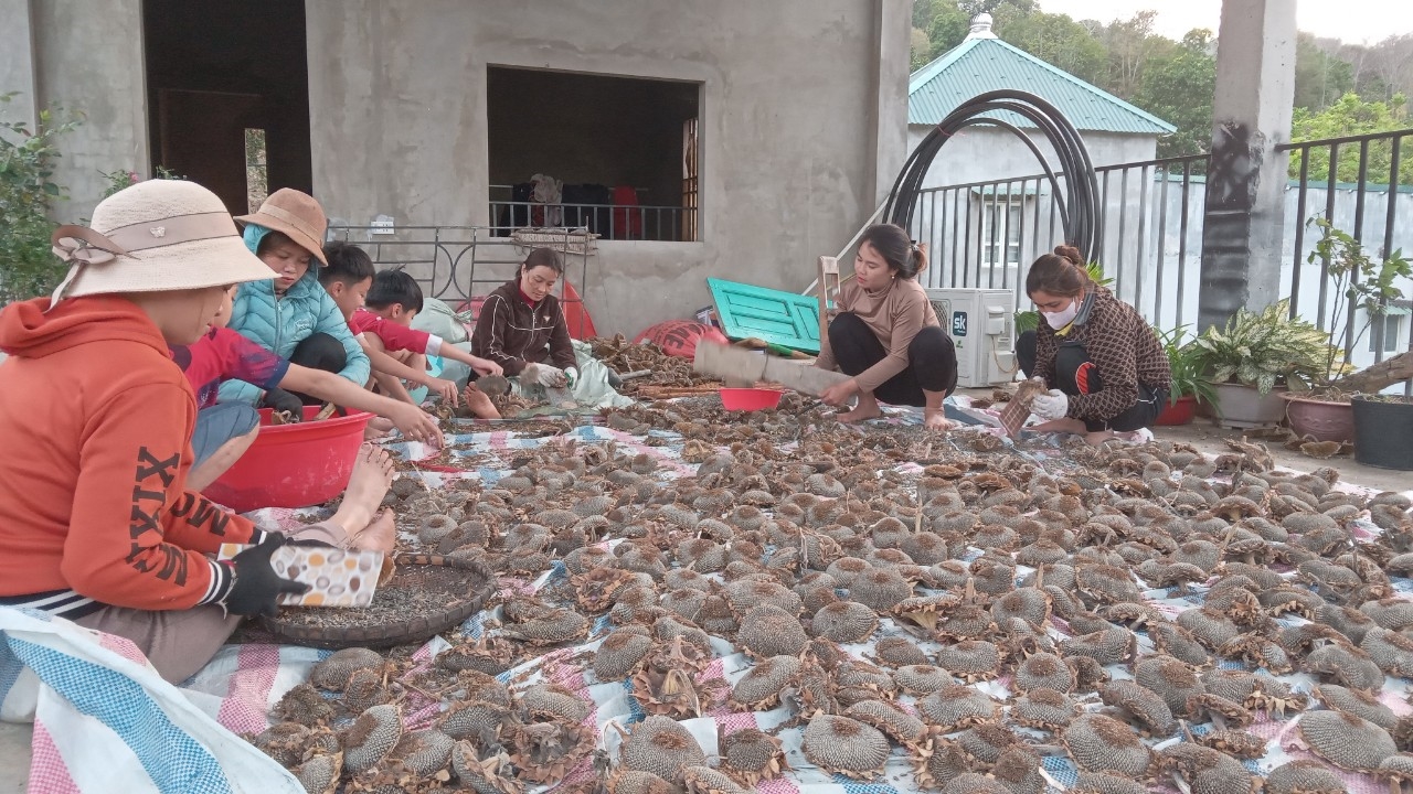 Chị em trong nhóm đang tách hạt hoa Hướng dương để làm giống cho vụ tới và bán cho người dân sử dụng.