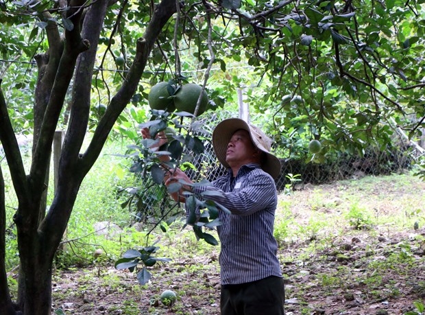 Người dân ở xã Phước Bình (huyện Bác Ái) chăm sóc bưởi da xanh chuẩn bị xuất khẩu sang Hoa Kỳ. Ảnh: Công Thử - TTXVN