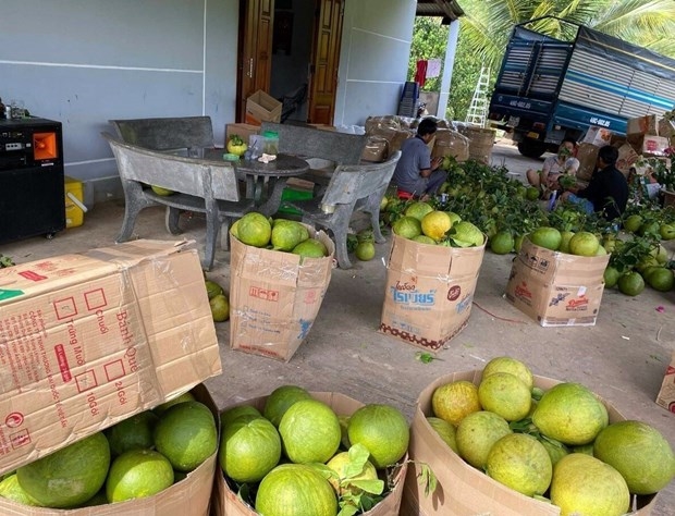 Sản phẩm bưởi da xanh ở Phước Bình (huyện Bác Ái) được người dân đóng hàng đưa đi tiêu thụ. Ảnh: TTXVN phát