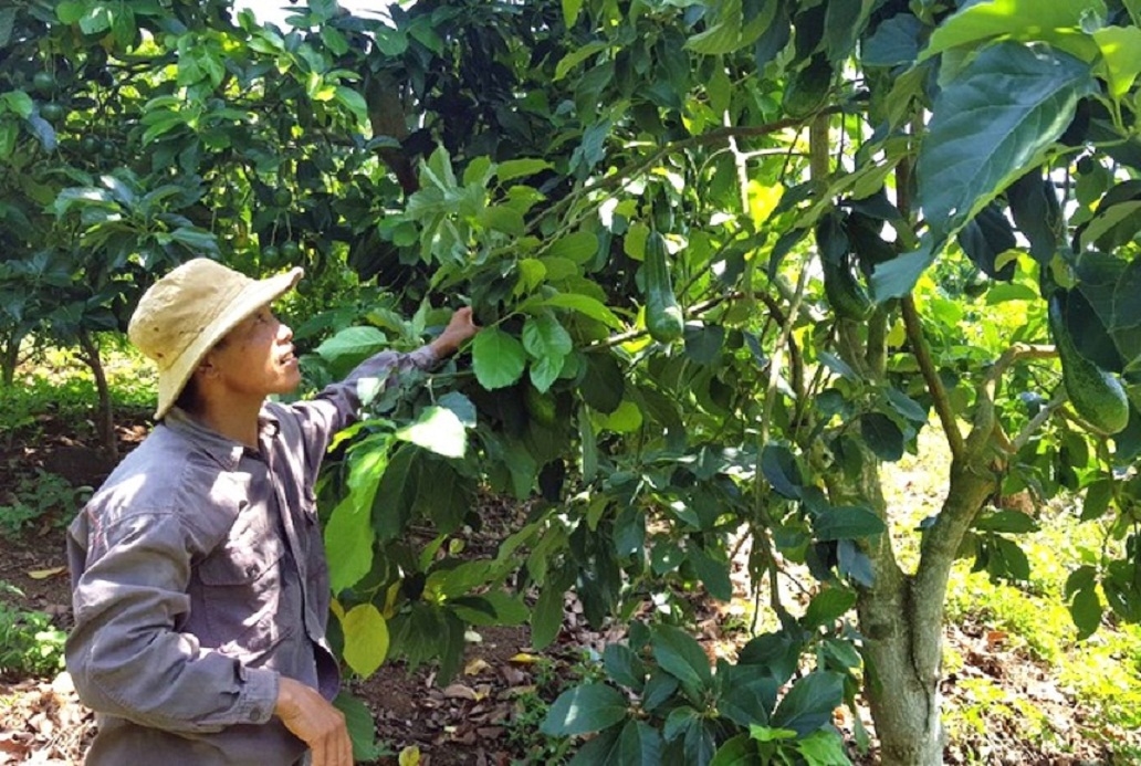 Trồng cây ăn quả, giúp đồng bào DTTS huyện Sông Hinh có thu nhập ổn định