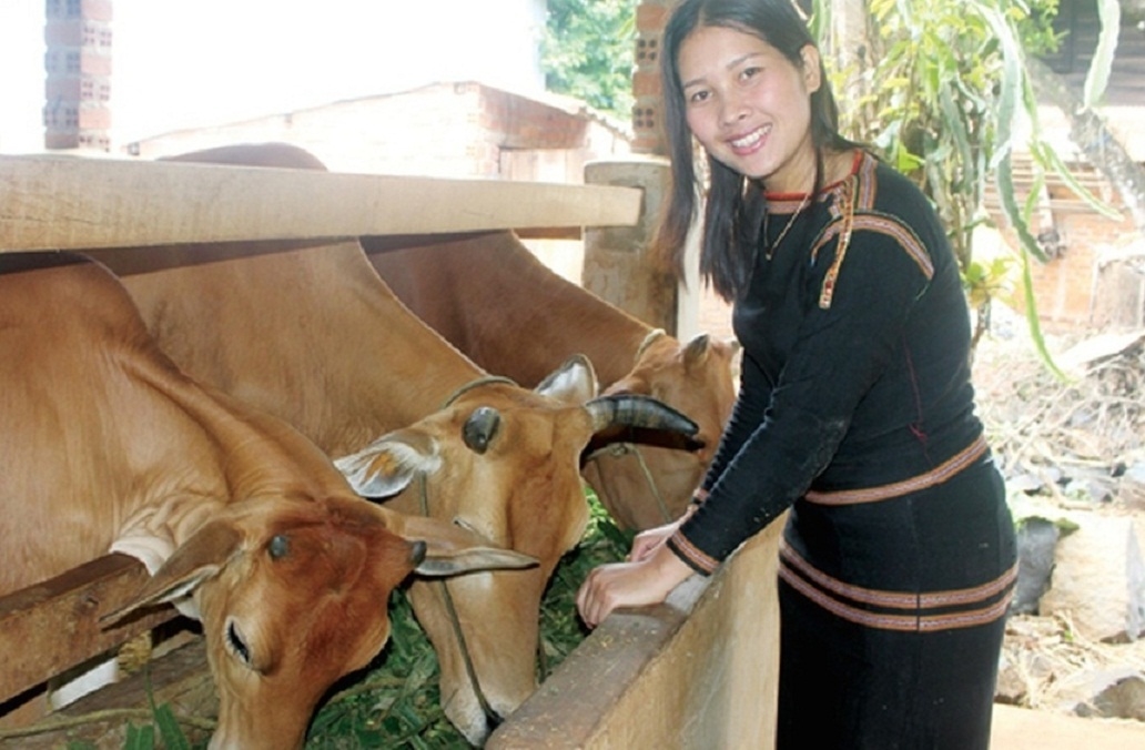 Tham gia tổ hợp tác chăn nuôi giúp phụ nữ DTTS huyện Sông Hinh vươn lên thoát nghèo 