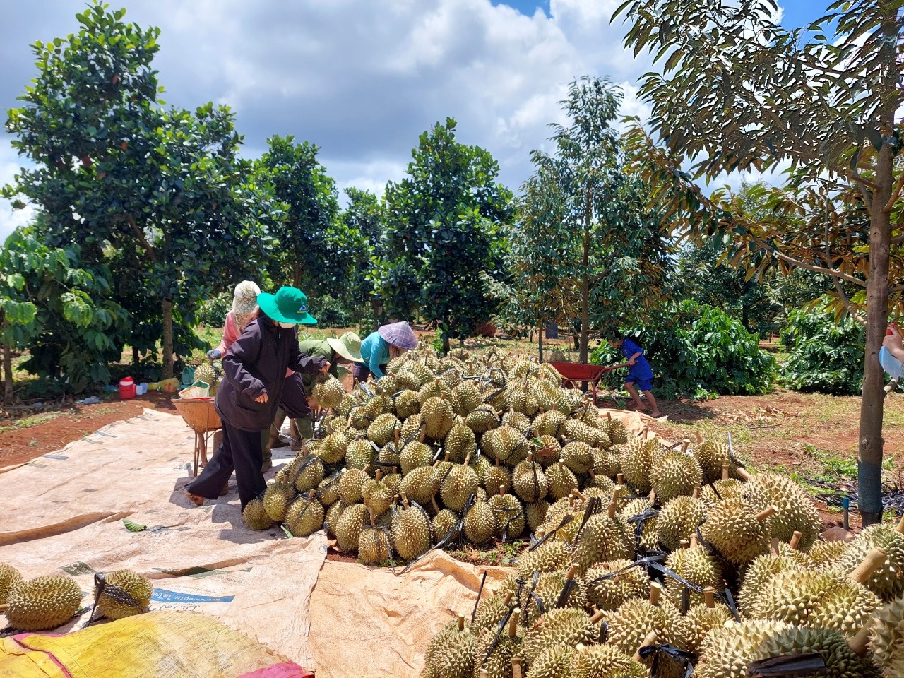 Người dân Cư M’gar thu hoạch sầu riêng