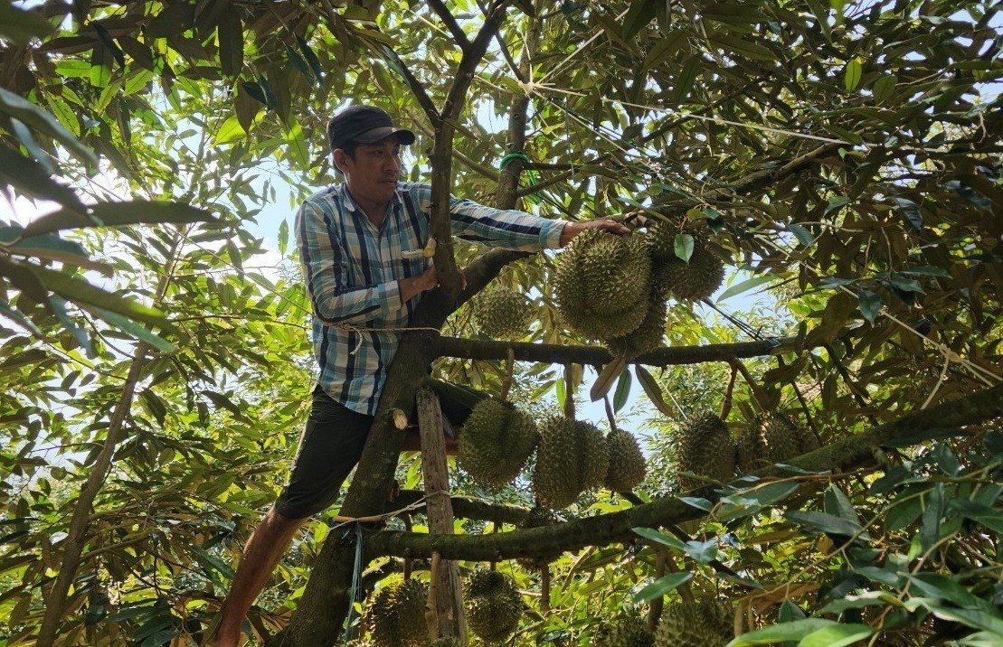 Thợ hái sầu riêng chọn những quả sầu riêng đủ tuổi để thu hái