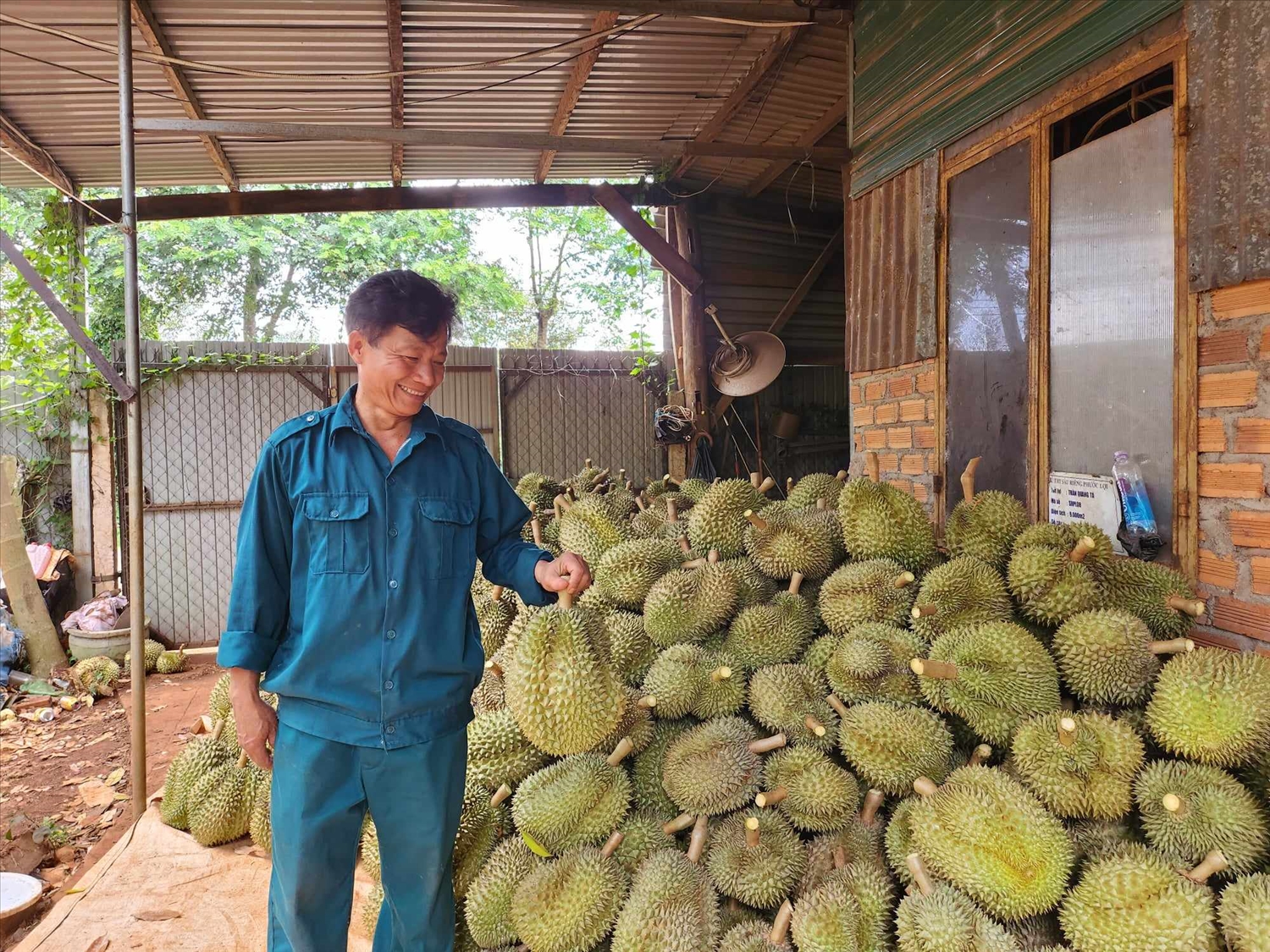 Vườn sầu riêng của gia đình ông Trần Quang Tá xã Ea Kênh, huyện Krông Pắk đang bán với giá 80.000 - 85.000 đồng/kg