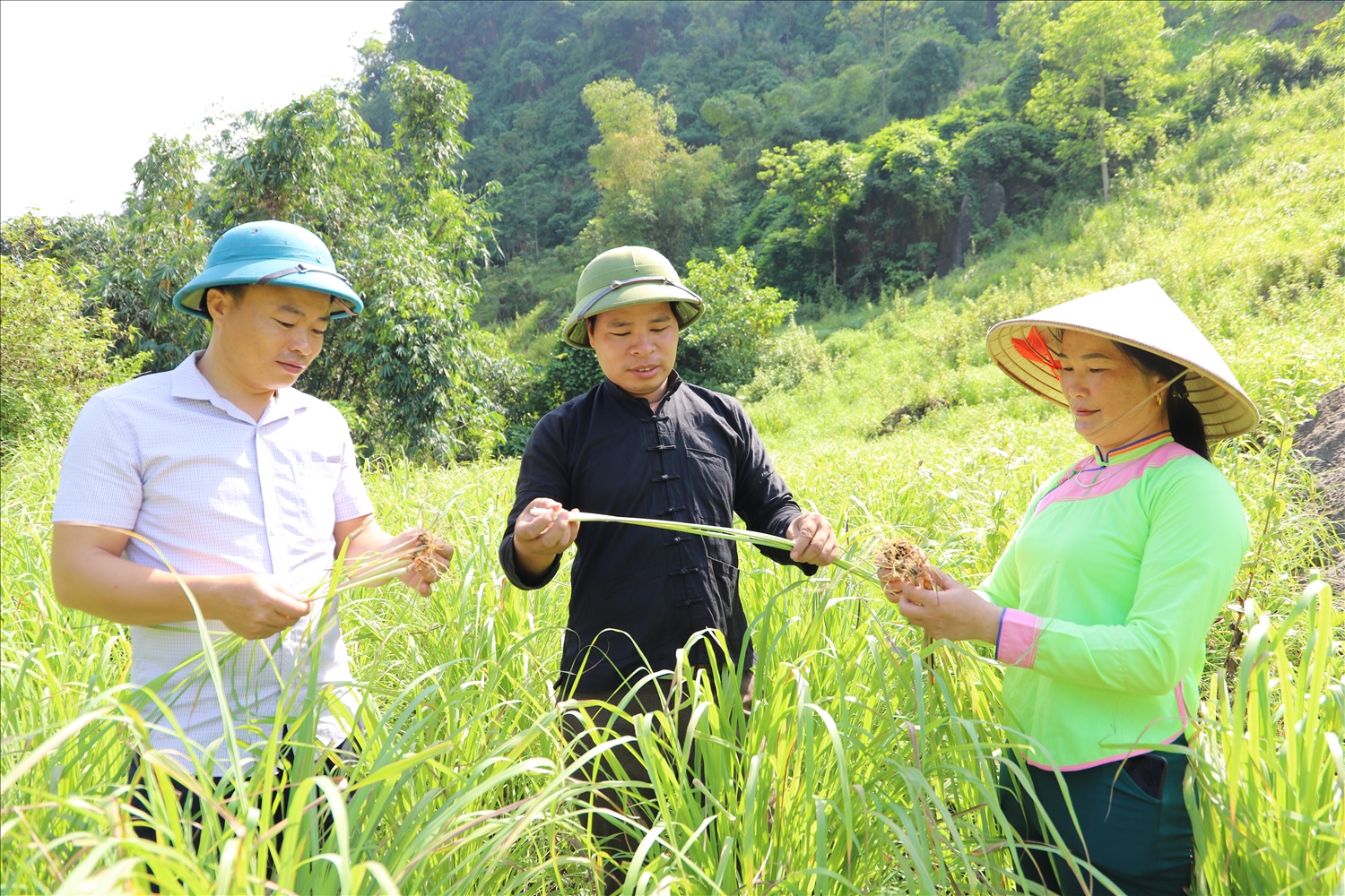 Lãnh đạo xã Mường Vi (ngoài cùng bên trái) cùng Giám đốc HTX Mường Kim (giữa) và thành viên HTX thăm vùng nguyên liệu trồng sả chanh