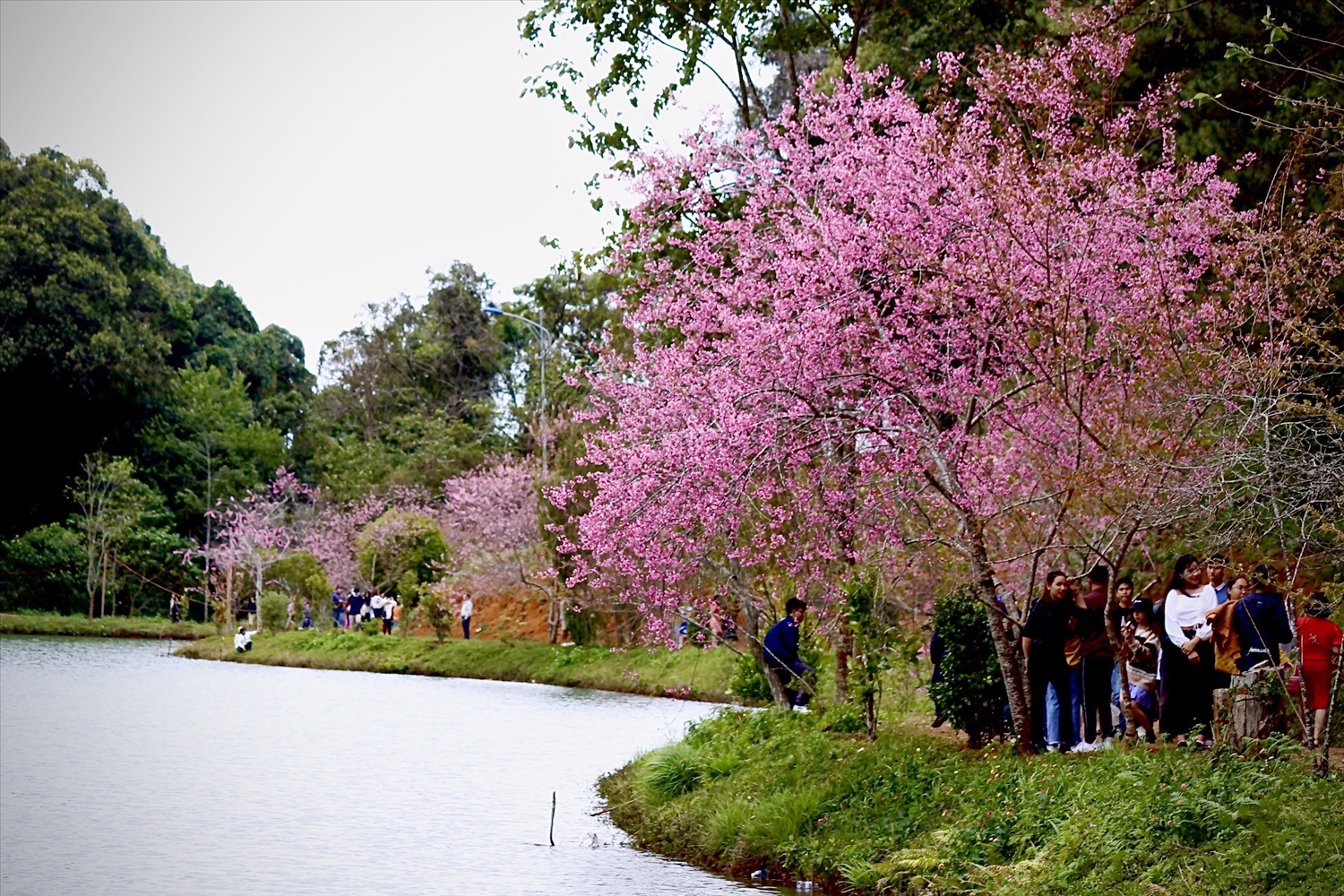 Mùa hoa mai anh đào nở thu hút đông đảo du khách đến với Măng Đen