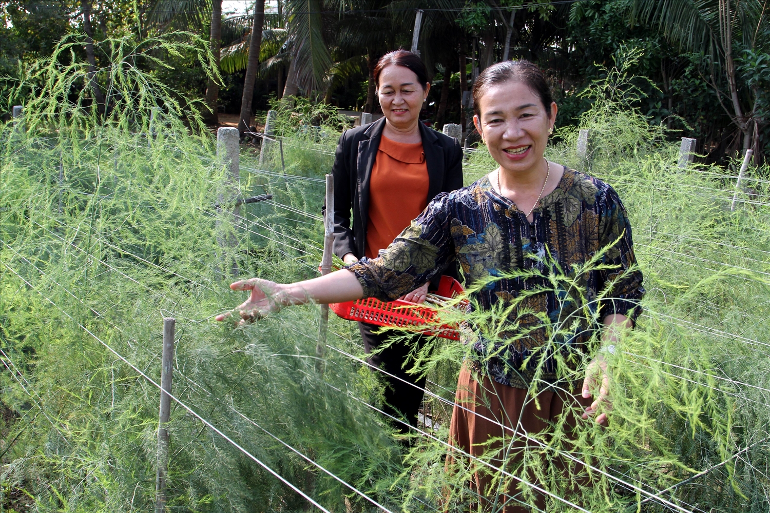Nông dân trồng cây măng tây xanh sinh trưởng tốt trên vùng đất cát của HTX Châu Rế. 