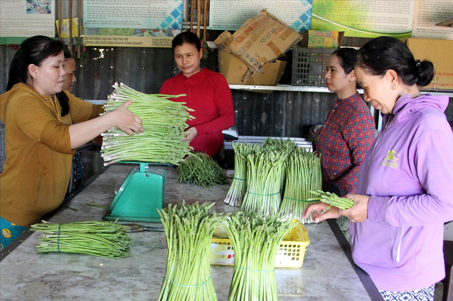 Các hộ thành viên đưa măng tây xanh đến cân bán cho HTX Châu Rế. 