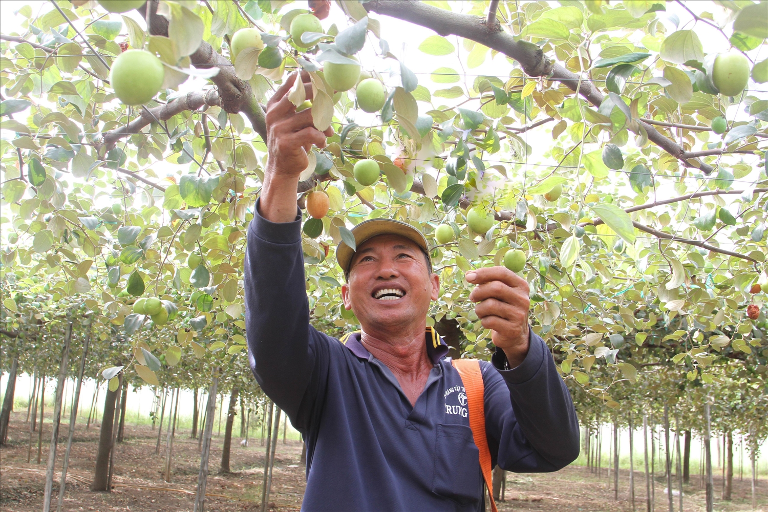 Hộ thành viên HTX Trường Thọ (xã Phước Hậu, huyện Ninh Phước) thu hoạch táo canh tác tiêu chuẩn VietGAP đạt hiệu quả kinh tế cao.