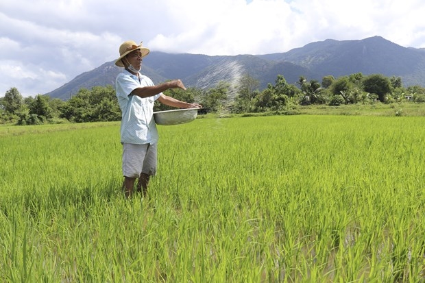 Đồng bào Raglai ở xã Phước Chính, huyện Bác Ái (Ninh Thuận) chăm sóc lúa theo mô hình liên kết sản xuất với hợp tác xã ở địa phương. Ảnh: NT