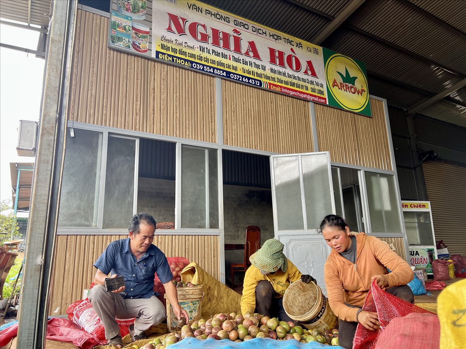 Hợp tác xã Dịch vụ nông nghiệp Nghĩa Hòa thu mua chanh dây (xô) của nông dân tại huyện Chư Păh