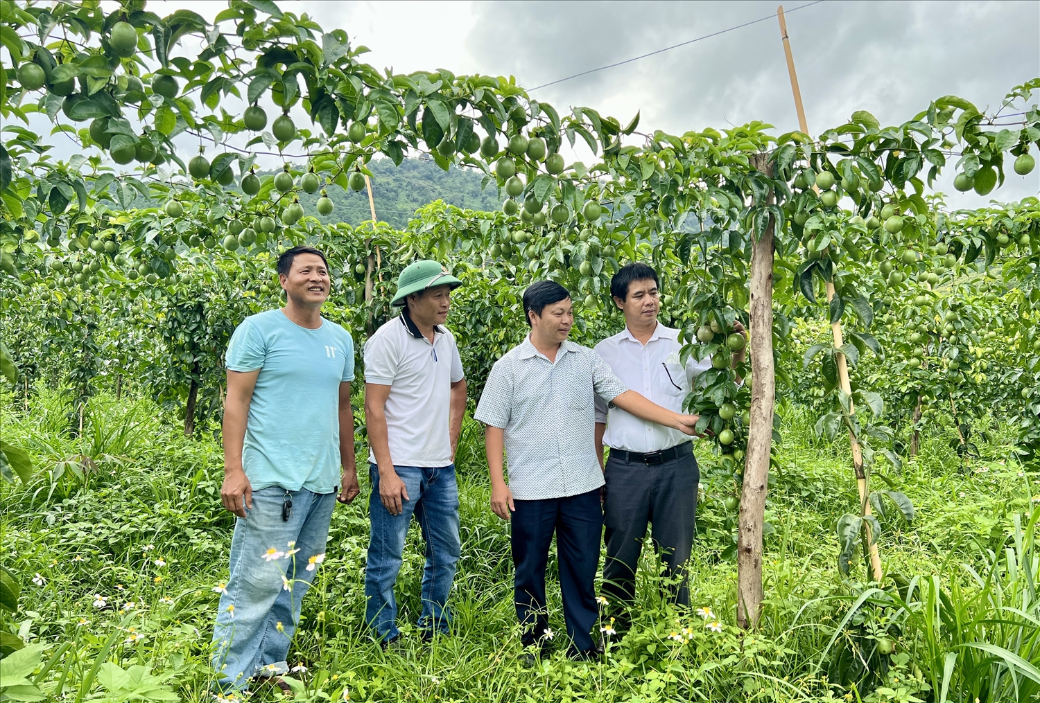 Tỉnh Gia Lai chú trọng chú trọng khâu tổ chức kết nối giữa doanh nghiệp - HTX với nông dân từ khâu giống, tiêu thụ, chế biến và xuất khẩu