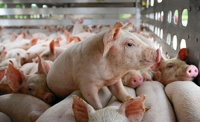 Lợn bị tụ huyết trùng cần được điều trị sớm để hạn chế thiệt hại xảy ra. Ảnh minh họa