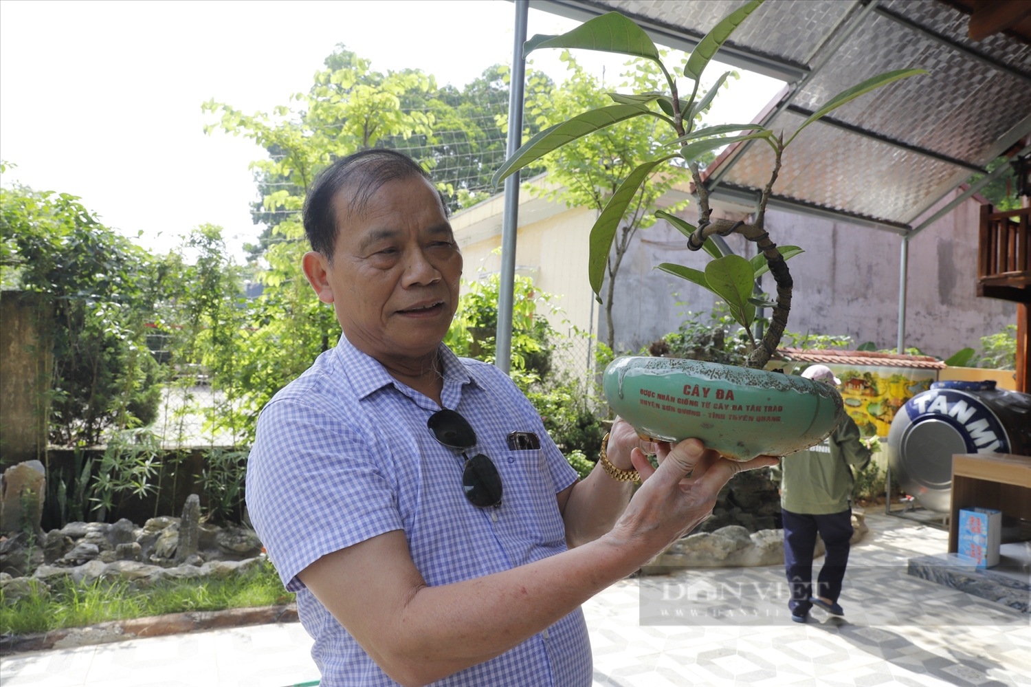 Ông Hoạch nhân giống thành công cây đa Tân Trào