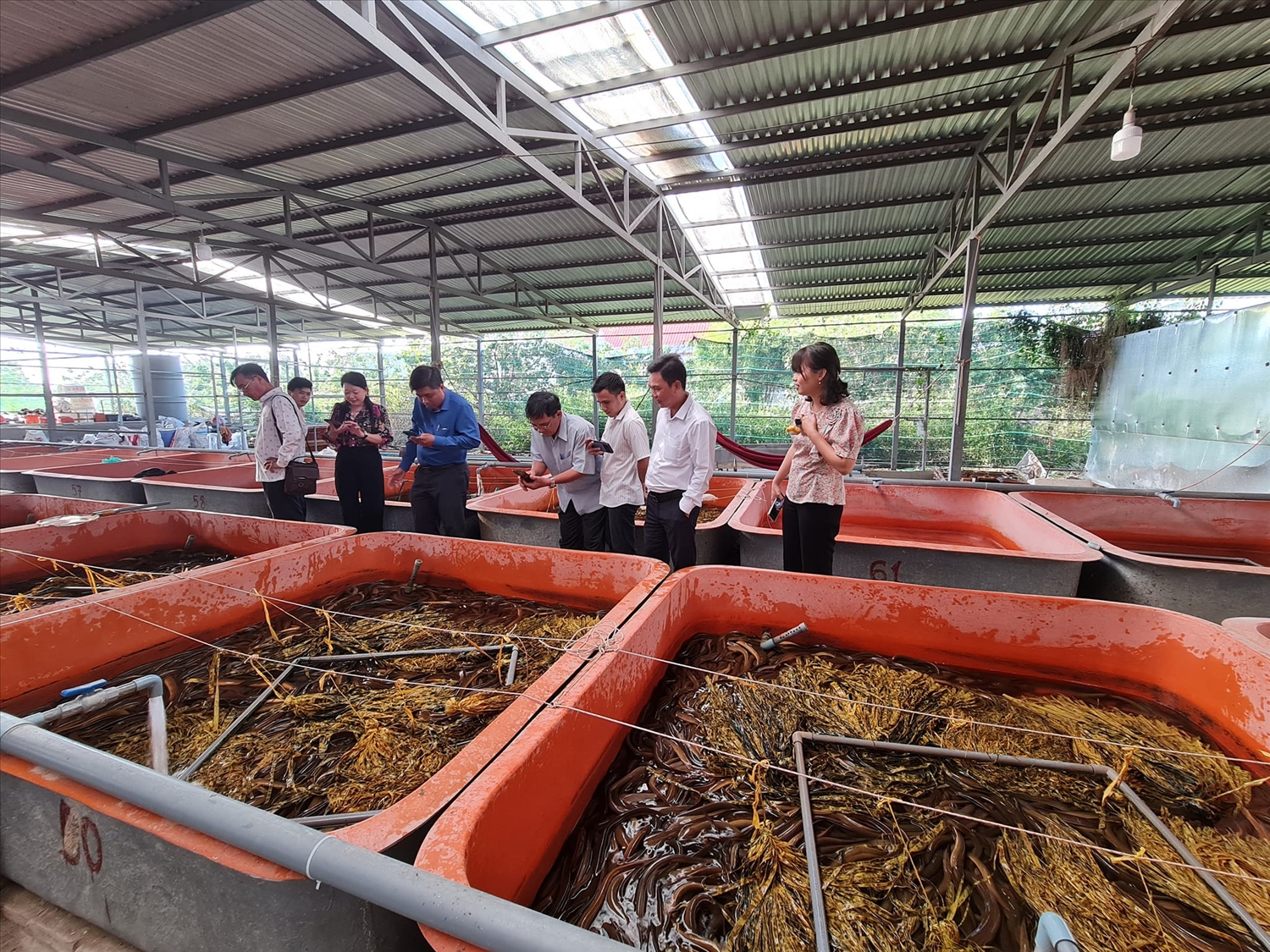 Trang trại nuôi lươn của HTX Năm Hột, xã Vĩnh Mỹ A, huyện Hòa Bình