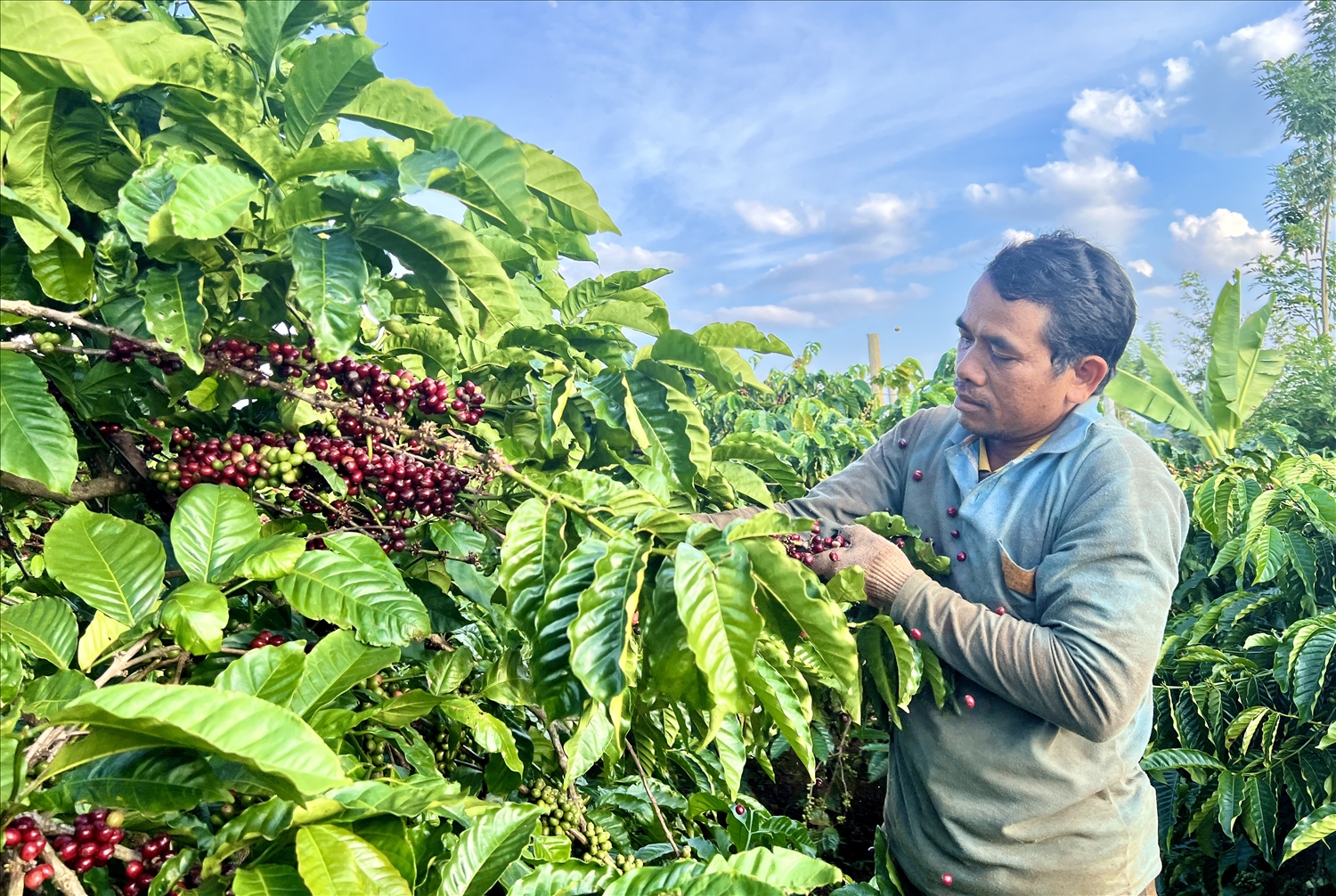 Gia Lai sẽ triển khai Đề án xây dựng vùng nguyên liệu nông - lâm sản đạt chuẩn phục vụ tiêu thụ trong nước và xuất khẩu với quy mô 5.611 ha cà phê 