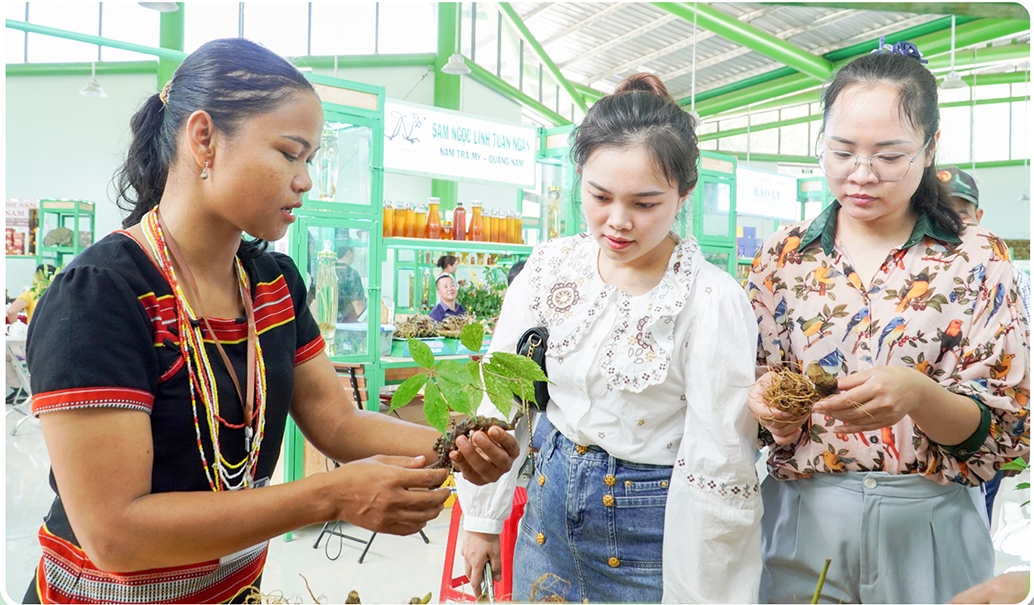 Bà Hồ Thị Mười, Giám đốc HTX Cộng đồng Ngọc Linh, huyện Nam Trà Mi giới thiệu sản phẩm sâm Ngọc Linh