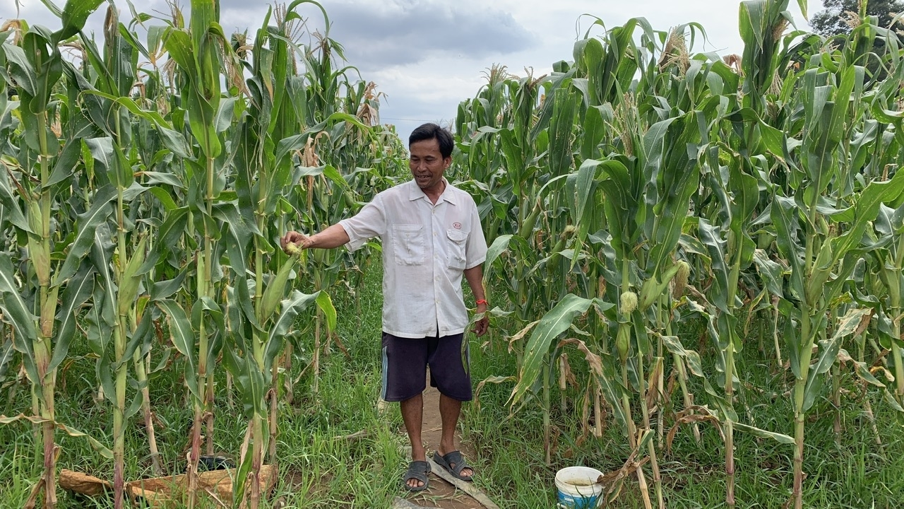 Ông Thạch Sa đang chăm sóc ruộng bắp chuẩn bị thu hoạch