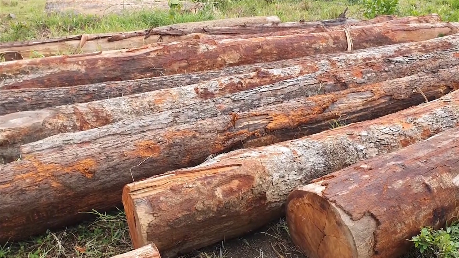 (Tin PV) Gia Lai: Điều tra, làm rõ vụ phá rừng sản xuất quy mô lớn ở khu vực giáp ranh 3