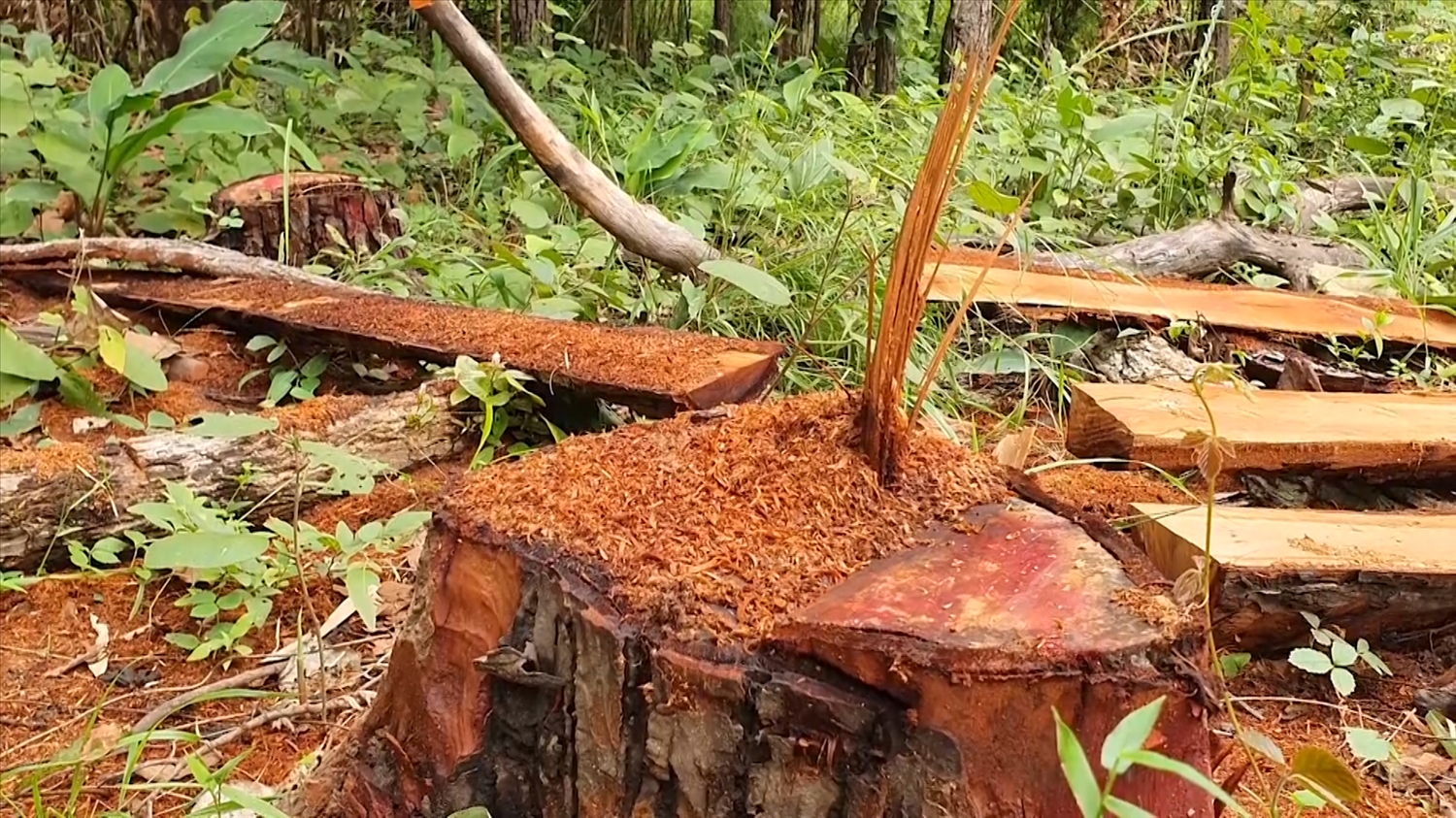 (Tin PV) Gia Lai: Điều tra, làm rõ vụ phá rừng sản xuất quy mô lớn ở khu vực giáp ranh 4