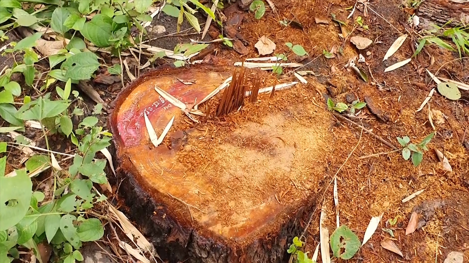 (Tin PV) Gia Lai: Điều tra, làm rõ vụ phá rừng sản xuất quy mô lớn ở khu vực giáp ranh 6