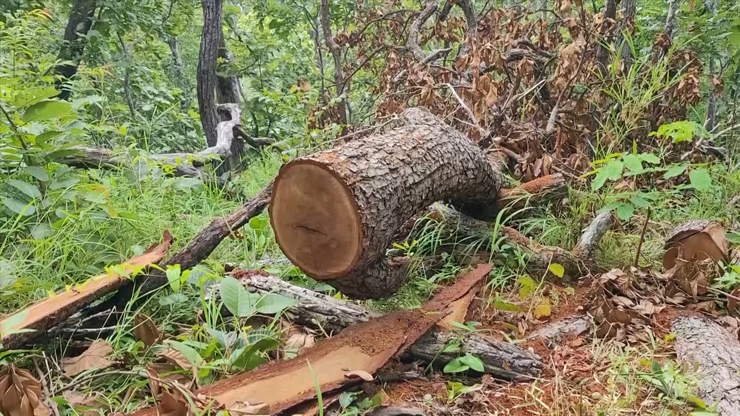 (Tin PV) Gia Lai: Điều tra, làm rõ vụ phá rừng sản xuất quy mô lớn ở khu vực giáp ranh 5