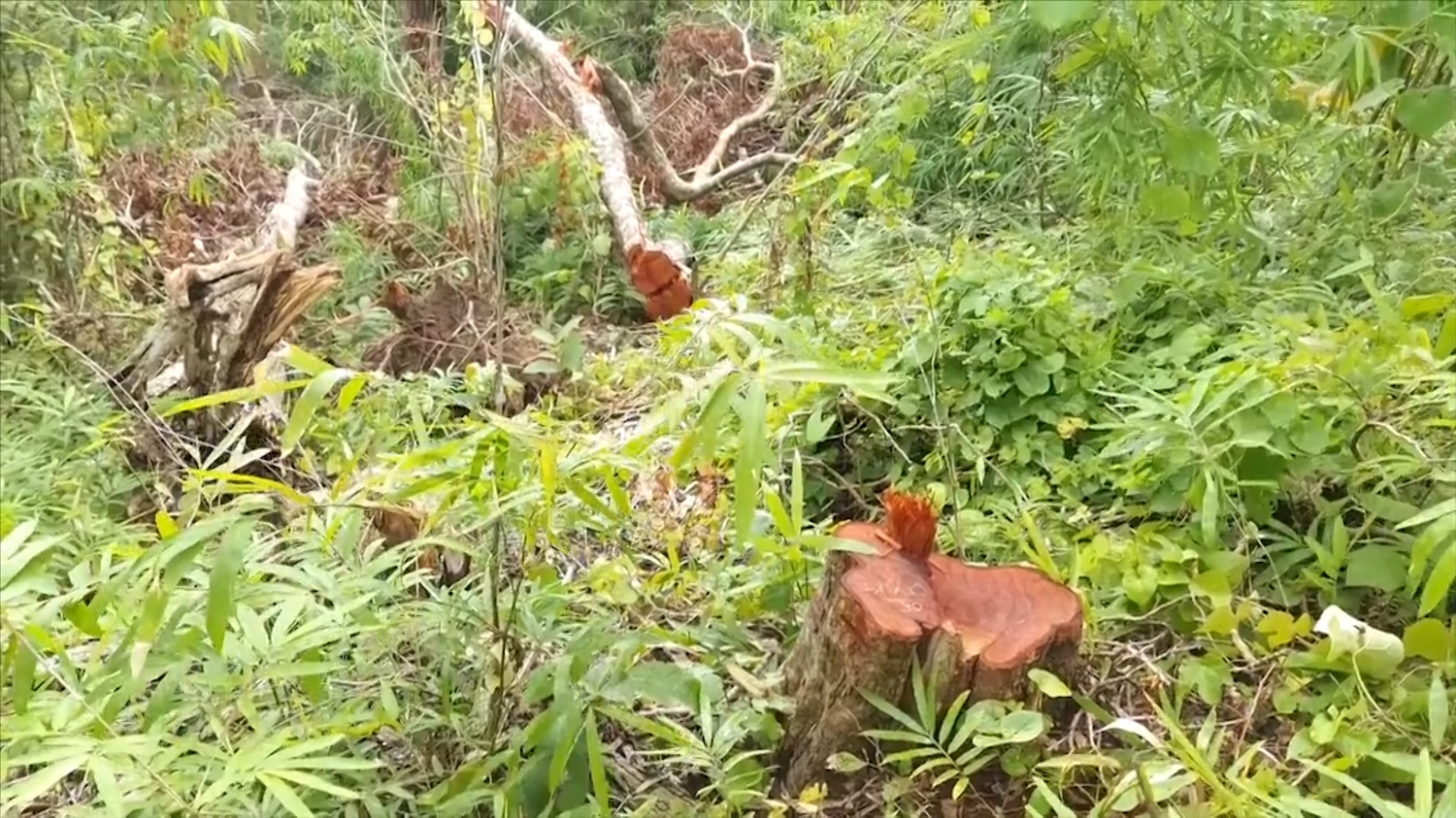 Hiện trường vụ phá rừng sản xuất ở khu vực giáp ranh huyện Mang Yang