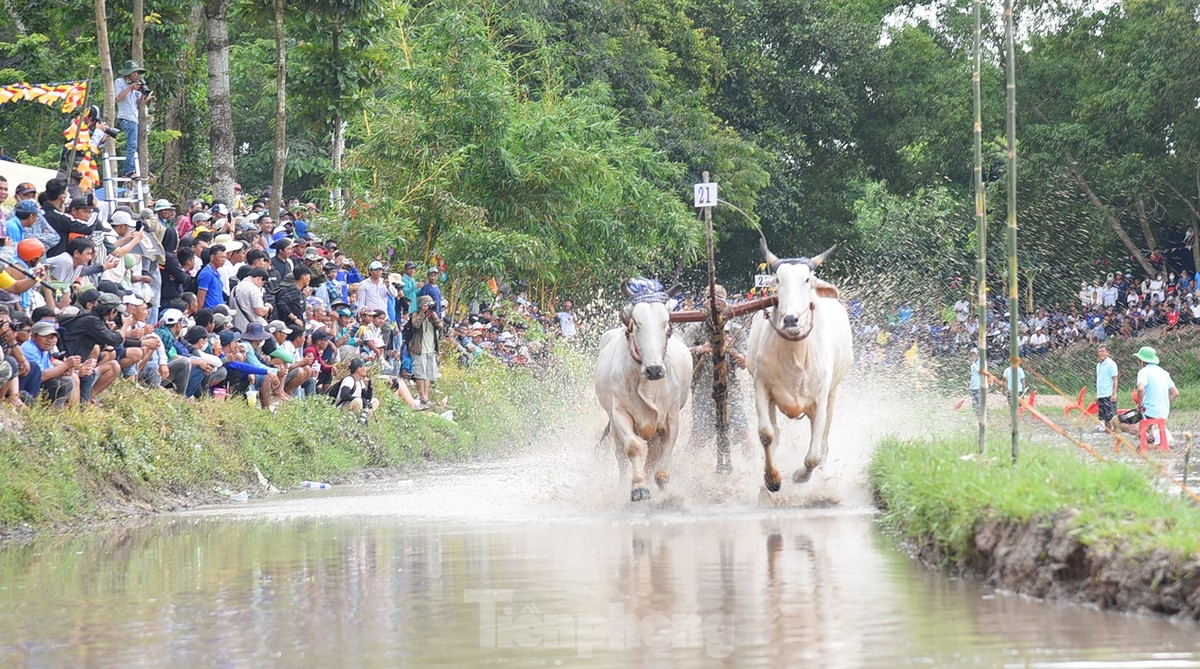Lễ hội đua bò diễn ra tại khuôn viên chùa Rô (xã An Cư, thị xã Tịnh Biên). (Ảnh: Hòa Hội)
