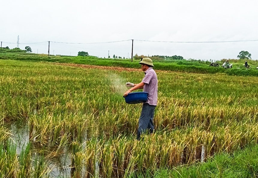 Người dân xã Nghĩa Hưng (Lạng Giang) sử dụng chế phẩm sinh học xử lý rơm, rạ sau khi thu hoạch lúa.