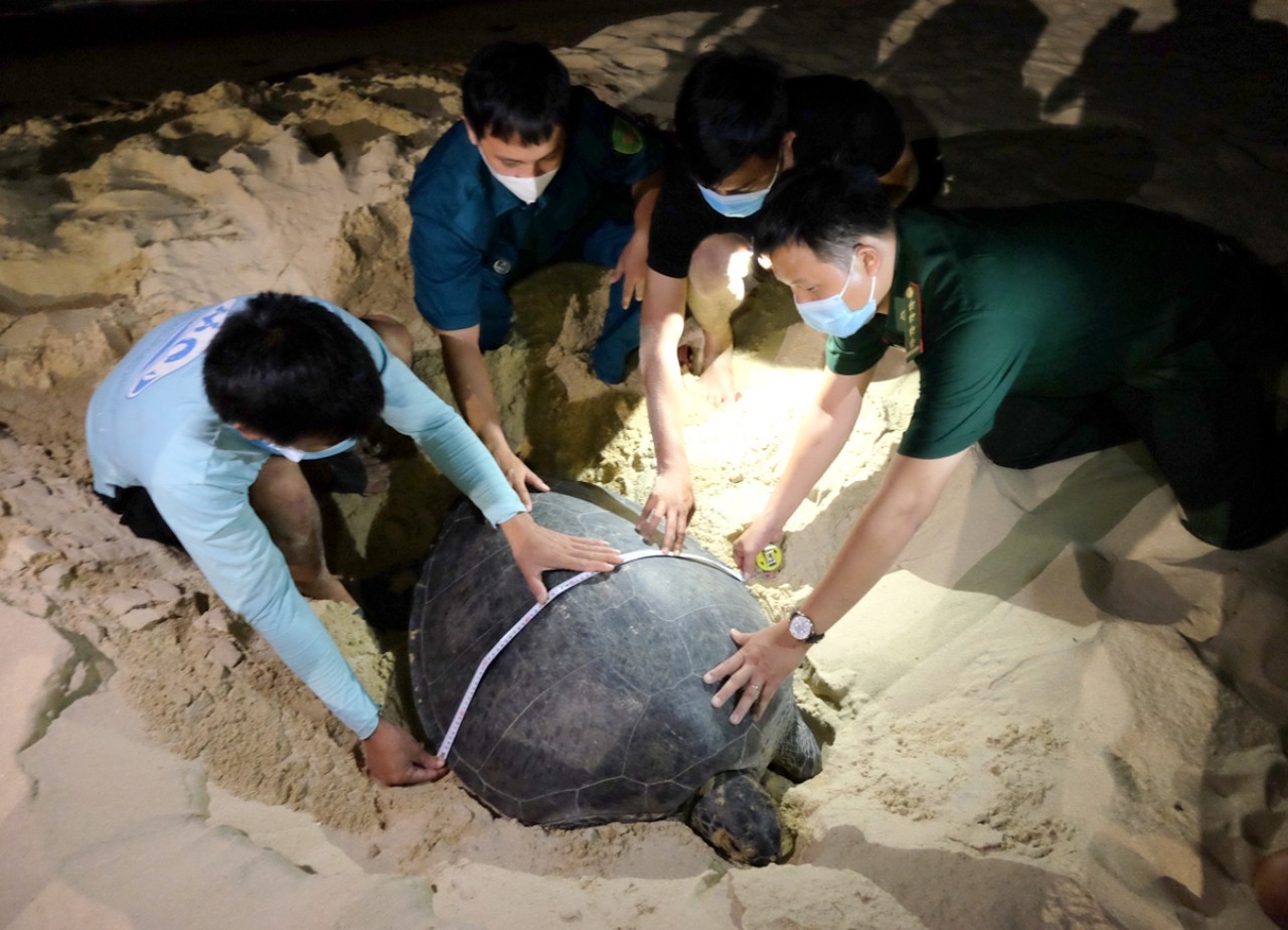 Rùa biển lên bờ đẻ được lực lượng chức năng phối hợp với Tổ cộng động bảo vệ nguồn lợi thuỷ sản Nhơn Hải hỗ trợ