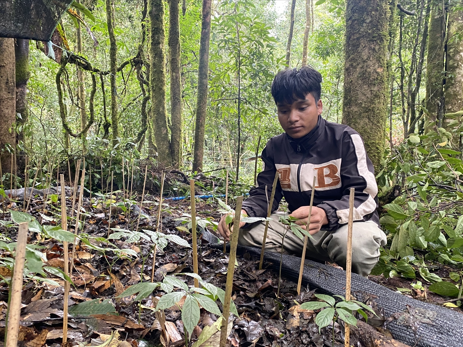 Anh A Phượng ở thôn Kô Xia 2, xã Ngọk Lây, huyện Tu Mơ Rông chăm sóc vườn sâm Ngọc Linh của gia đình