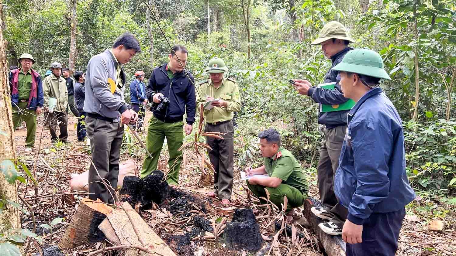 Lực lượng chức năng huyện Kbang kiểm tra hiện trường một vụ phá rừng