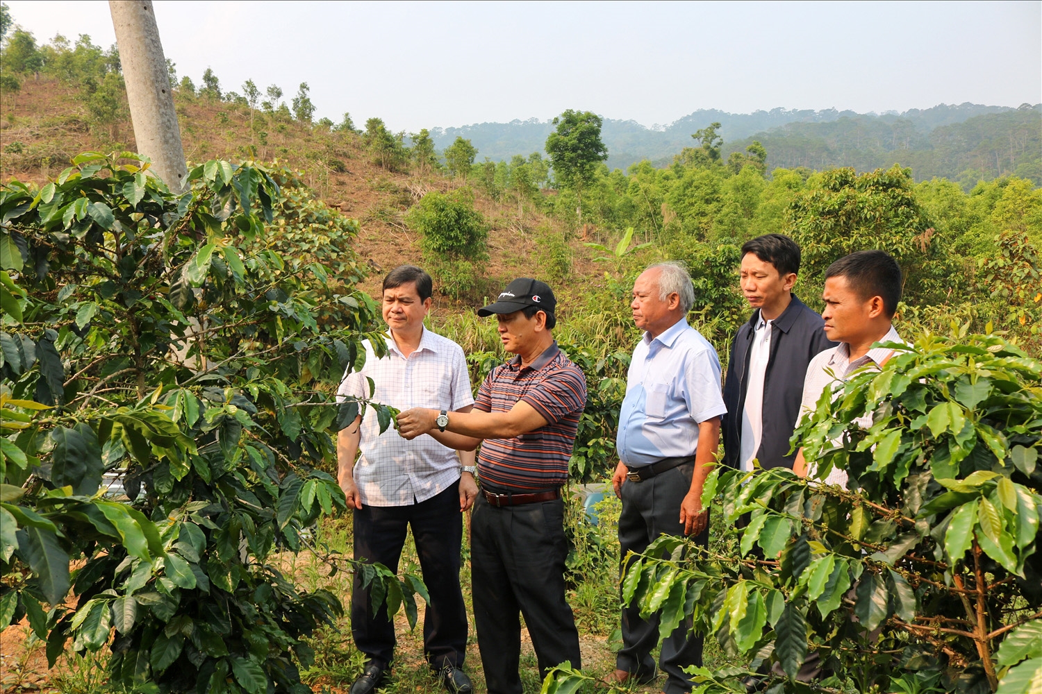 Bí thư Tỉnh ủy Kon Tum Dương Văn Trang (thứ 2 từ trái sang) thăm quan mô hình trồng cây cà phê của đồng bào DTTS xã Đăk Choong, huyện Đăk Glei