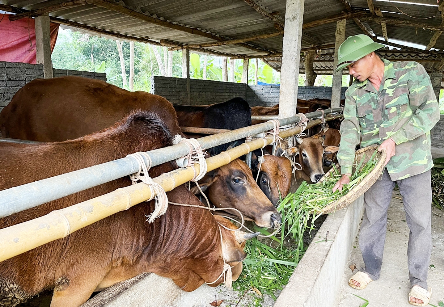 Mô hình nuôi bò nhốt của người dân xã Nhôn Mai