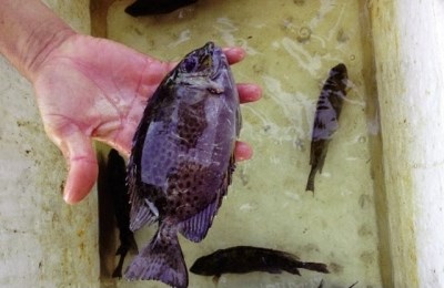 (Tổng hợp) Hướng dẫn kỹ thuật nuôi cá dìa trong ao đất 3