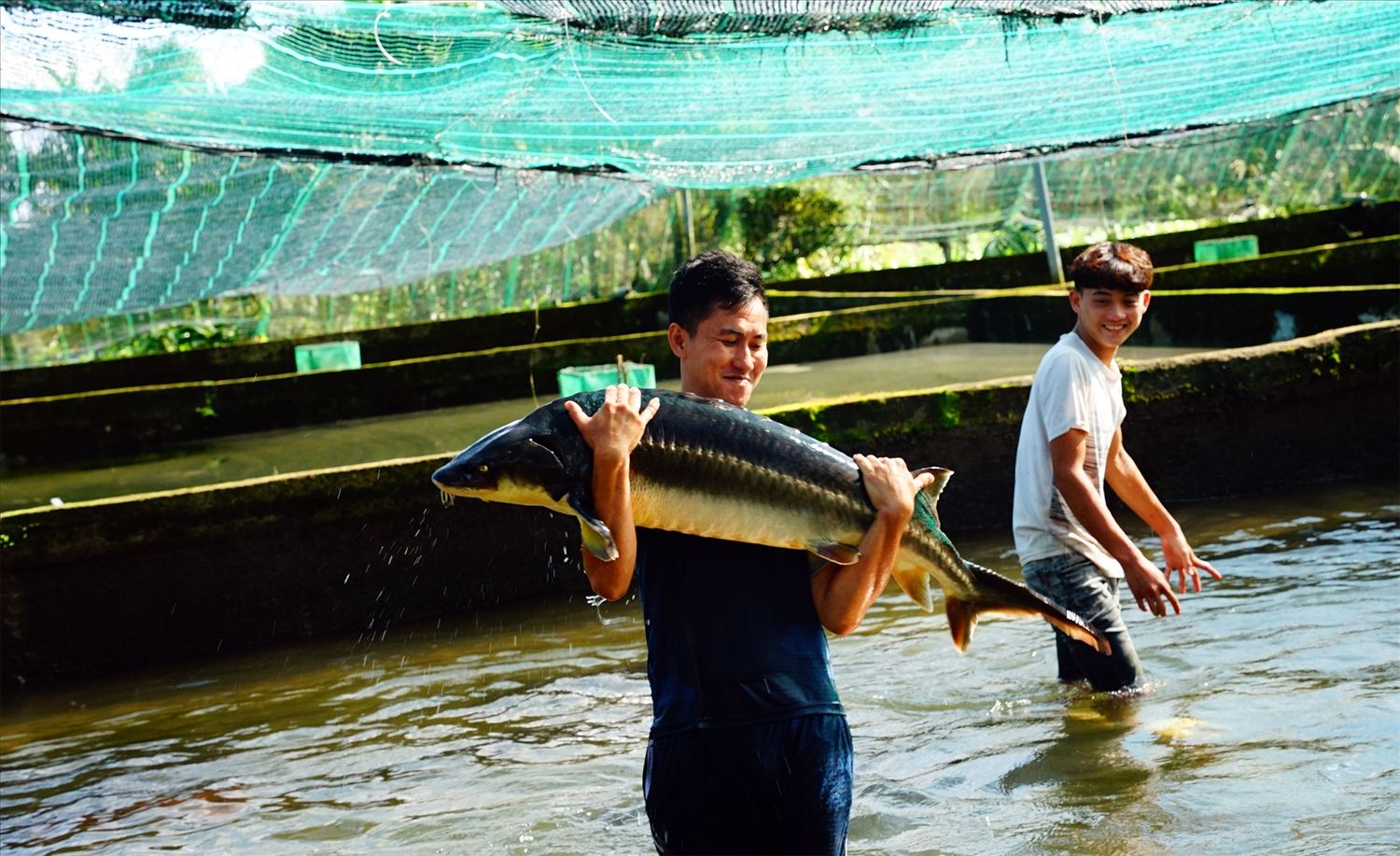 Các công nhân với cá tầm bảo tồn giống có trọng lượng từ 40 kg trở lên 