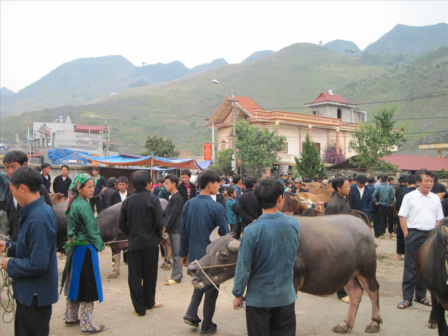  Một góc phiên chợ gia súc tại xã Quyết Tiến, huyện Quản Bạ.