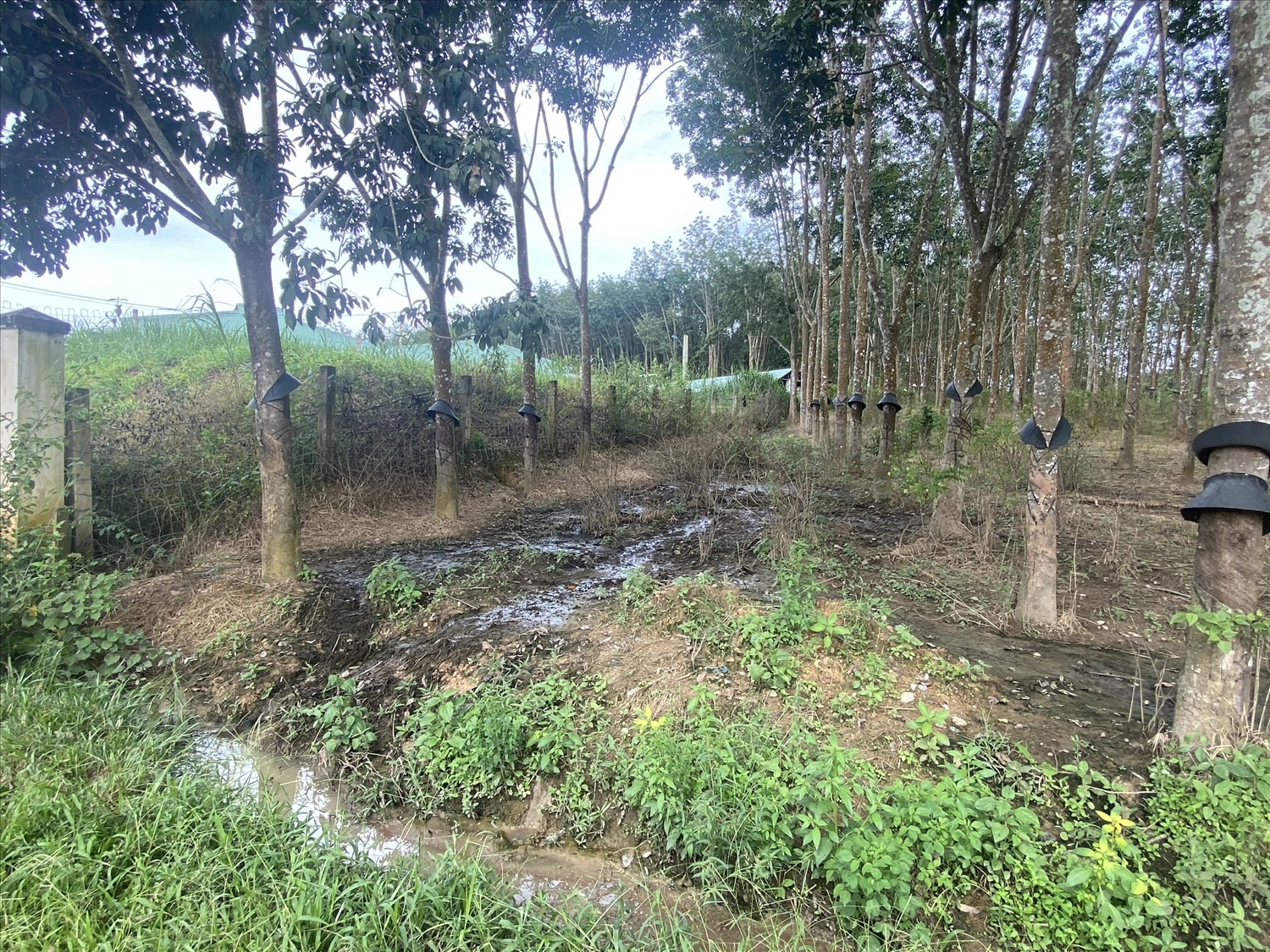 Nước thải từ Lò giết mổ gia súc tập trung thành phố Kon Tum chảy tràn ra diện tích đất cao su của hộ dân
