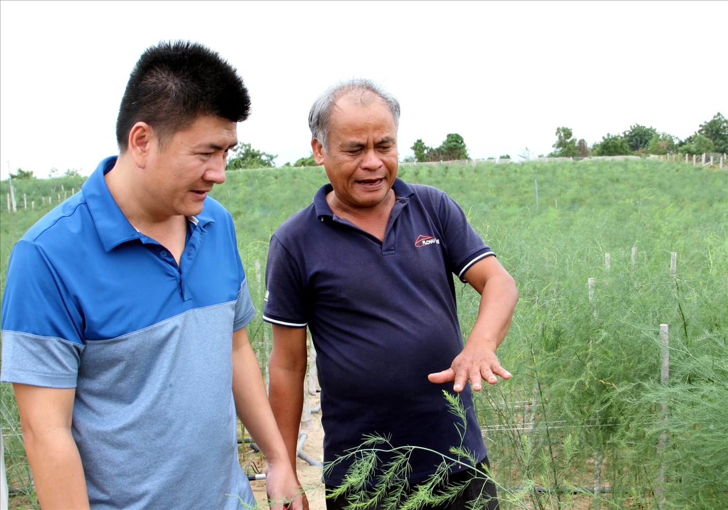Ông Từ Văn Hay, thành viên HTX Tuấn Tú trao đổi với khách hàng về cây "rau vua"