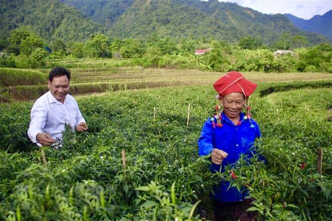 Hộ gia đình liên kết trồng ớt cho HTX Nông dược Phương Nam (huyện Tân Uyên, Lai Châu) đạt năng suất cao Ảnh: Hoàng Trần
