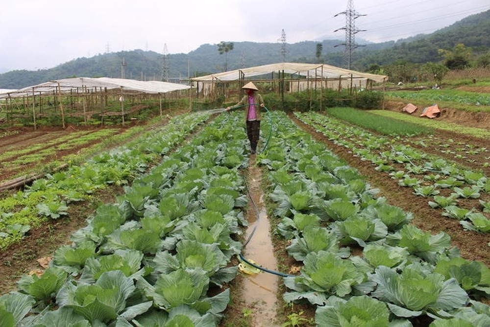 Vườn rau bản Na Tổng, xã Tam Thái, huyện Tương Dương từ lâu là nơi cung cấp nguồn rau sạch cho người dân toàn huyện