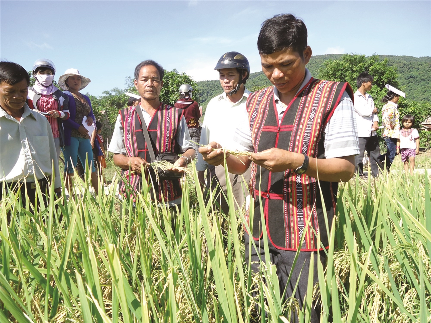 Tỉnh Bình Định đang tập trung nguồn lực giúp đồng bào DTTS giảm nghèo (Trong ảnh, mô hình sản xuất lúa lai của đồng bào DTTS huyện Vĩnh Thạnh)
