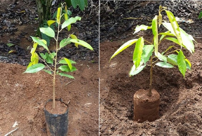(Tổng hợp) Quy trình trồng và chăm sóc cây sầu riêng cho năng suất cao 2