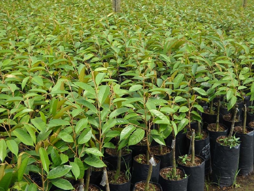 (Tổng hợp) Quy trình trồng và chăm sóc cây sầu riêng cho năng suất cao 1