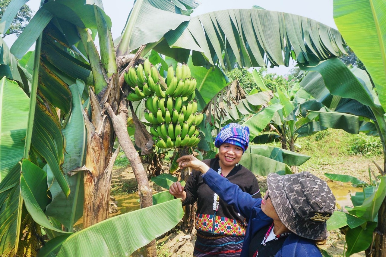 Mô hình trồng chuối của phụ nữ người DTTS ở xã Tà Rụt, huyện Đakrông, tỉnh Quảng Trị cho thu nhập cao