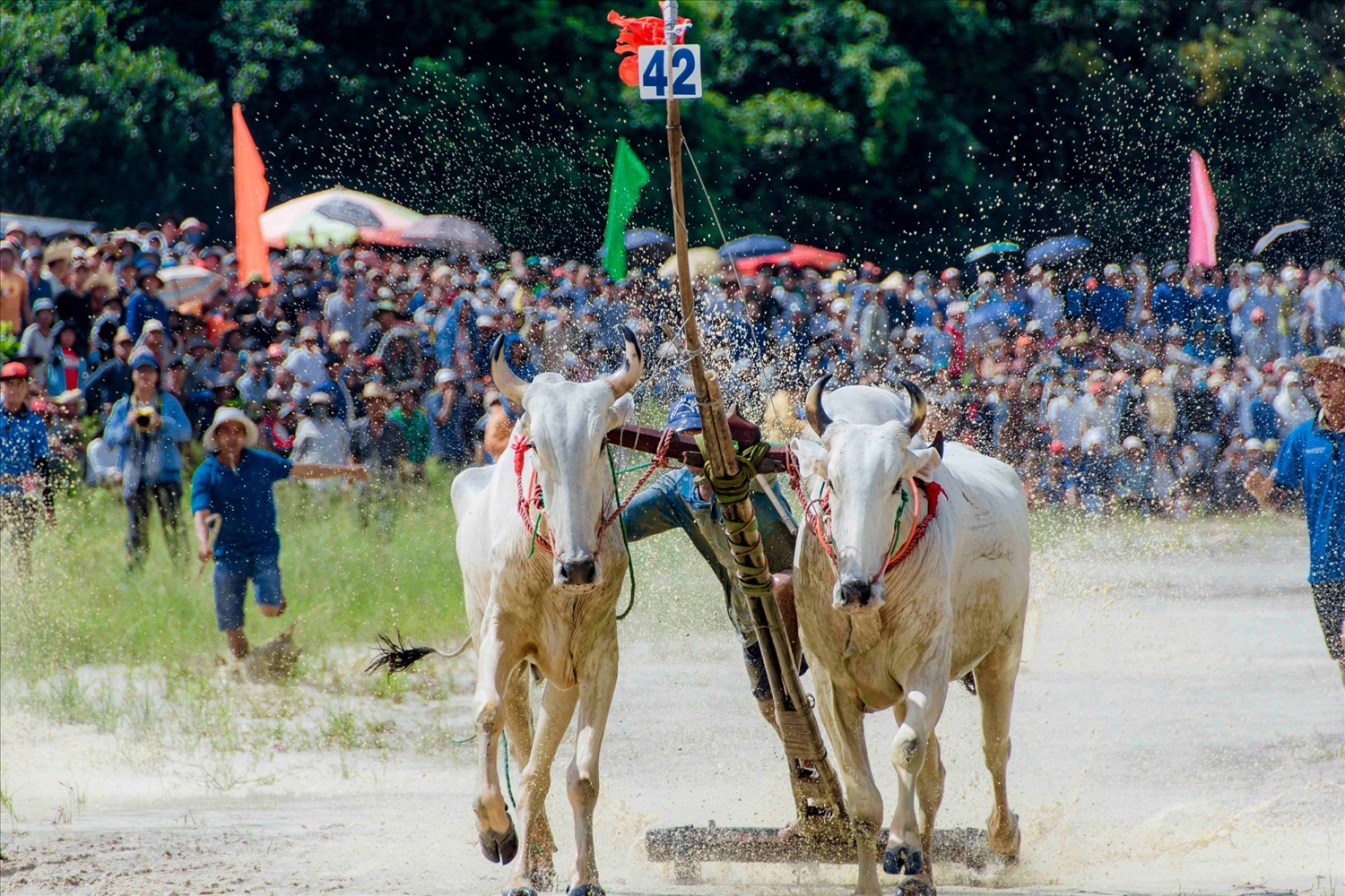 Đôi bò mang số đeo 42 của ông Chau Mene , thị trấn Cô Tô, huyện Tri Tôn( An Giang) đạt giải nhất