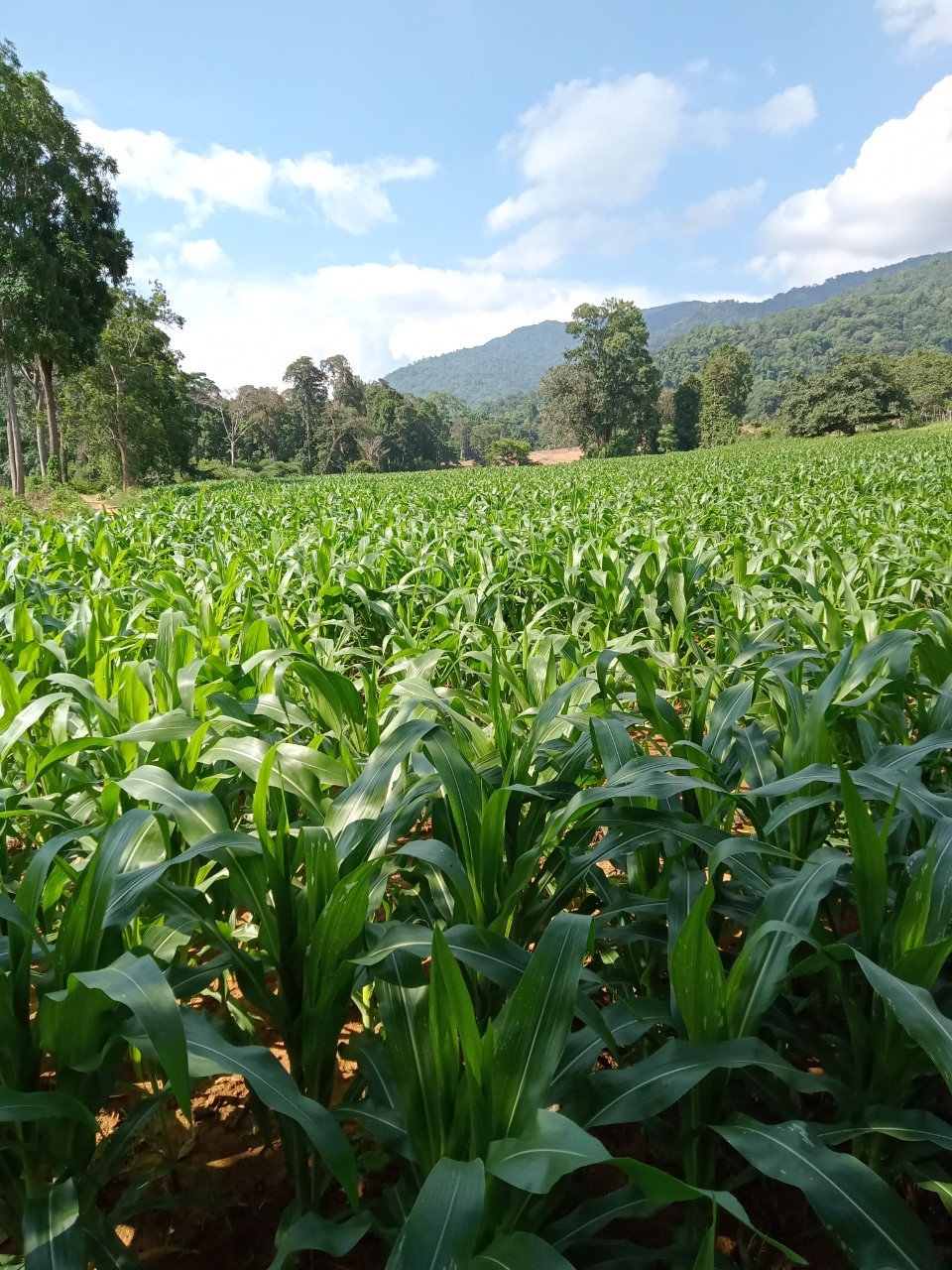 Vùng trồng bắp lai của đồng bào DTTS ở Bình Thuận được hỗ trợ giống ứng trước