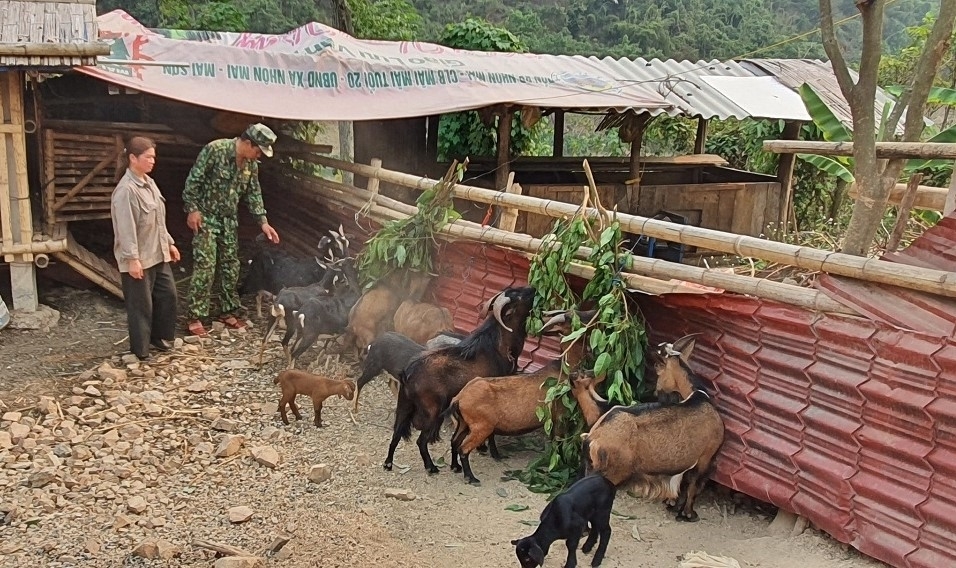 BĐBP cùng hộ gia đình chị Vi Thị Dung ở bản Piêng Mựn, xã Mai Sơn (Tương Dương) chăm sóc đàn dê
